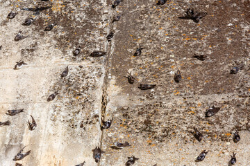 Delichon urbica. Group of Common Martins perched on the concrete wall of the Agavanzal Dam. Our Lady of Agavanzal Reservoir, Zamora, Castile and Leon, Spain.