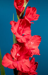 Blooming red gladiolus Oscar on a blue background