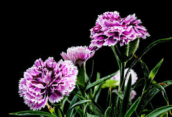 Blooming pink Carnation Dia Deur Sissy on a black background