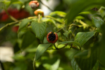 Botanical Garden in Japan