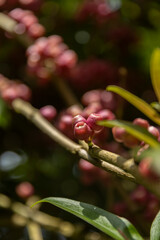 Botanical Garden in Japan