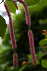 Botanical garden in Japan