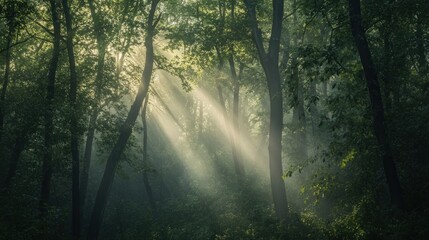 Sunlight Through Forest