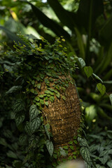 Botanical garden in Japan