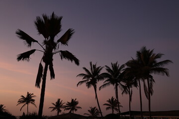 Silhouettes de grands palmiers au coucher du soleil au S&eacute;n&eacute;gal. Ambiance paisible tropicale avec des longs troncs et feuilles se d&eacute;coupant dans un ciel mauve orang&eacute;