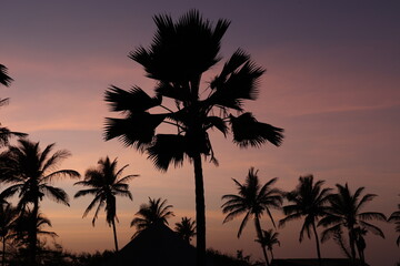 Naklejka premium Silhouettes de grands palmiers au coucher du soleil au Sénégal. Ambiance paisible tropicale avec des longs troncs et feuilles se découpant dans un ciel mauve orangé