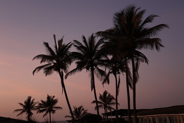 Silhouettes de grands palmiers au coucher du soleil au Sénégal. Ambiance paisible tropicale avec des longs troncs et feuilles se découpant dans un ciel mauve orangé