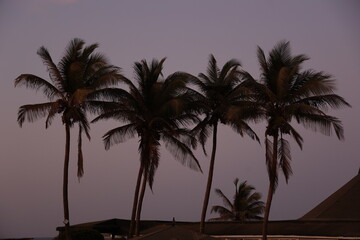 Naklejka premium Silhouettes de grands palmiers au coucher du soleil au Sénégal. Ambiance paisible tropicale avec des longs troncs et feuilles se découpant dans un ciel mauve orangé