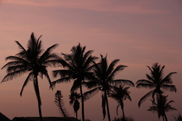 Obraz premium Silhouettes de grands palmiers au coucher du soleil au Sénégal. Ambiance paisible tropicale avec des longs troncs et feuilles se découpant dans un ciel mauve orangé. Paysage naturel de vacances.
