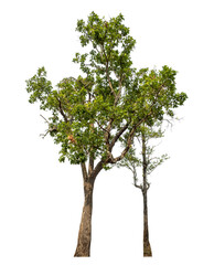 Obraz premium Green tree isolated on transparent background with clipping path and alpha channel.