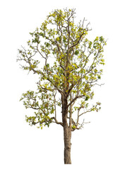 Tree isolated on transparent background with clipping path and alpha channel.