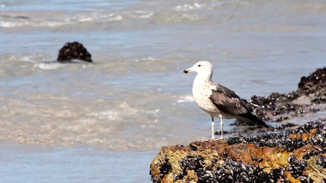 Second winter plumage of Kelp Gull Larus dominicanus on coastal rock flies off