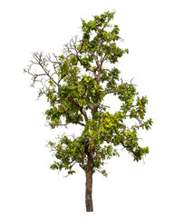 Green tree isolated on transparent background with clipping path and alpha channel.