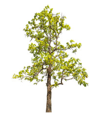 Green tree isolated on transparent background with clipping path and alpha channel.