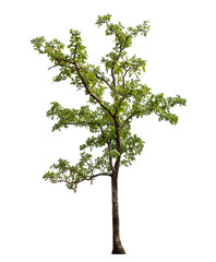 Green tree isolated on transparent background with clipping path and alpha channel..