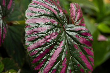 Exotica Begonia