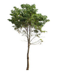 Obraz premium Green tree isolated on transparent background with clipping path and alpha channel.