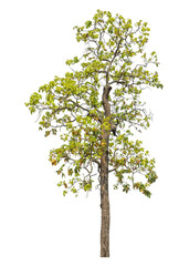 Obraz premium Green tree isolated on transparent background with clipping path and alpha channel.