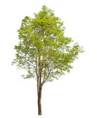 Obraz premium Green tree isolated on transparent background with clipping path and alpha channel.