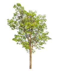 Obraz premium Green tree isolated on transparent background with clipping path and alpha channel..