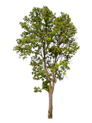 Obraz premium Green tree isolated on transparent background with clipping path and alpha channel.