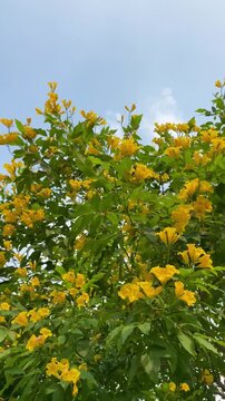 Yellow elderflower (Tecoma stans) blooms lushly and beautifully. Natural flower pile background with blue sky empty space