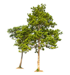Obraz premium Green trees isolated on transparent background with clipping path and alpha channel.