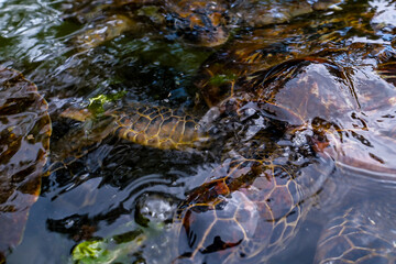 sea turtle