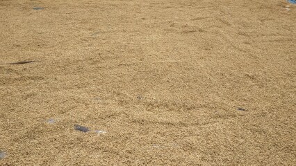 A vast expanse of grain husks drying under the sun, creating a textured golden field. Ideal for illustrating agricultural practices, rural life, and the harvesting process.