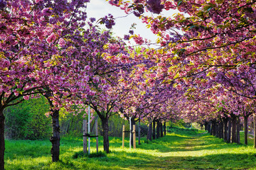 Kirschblüte - Kirschbäume - Asahi - Teltow - Brandenburg - Germany - Blütenpracht - Cherry -...