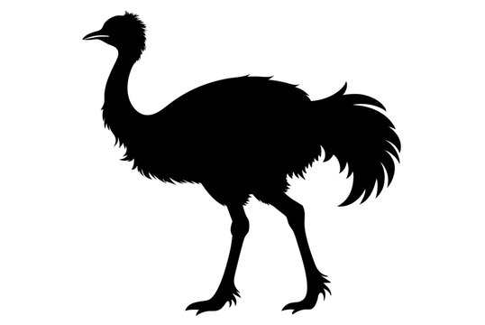 recommend clip art: Beautiful bird emu silhouette black icon vector art illustration