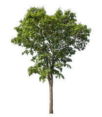 Green tree isolated on transparent background with clipping path and alpha channel.