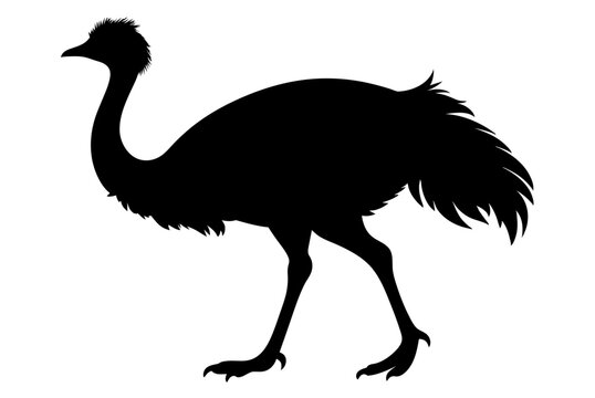 recommend clip art: Beautiful bird emu silhouette black icon vector art illustration