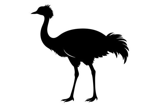 recommend clip art: Beautiful bird emu silhouette black icon vector art illustration