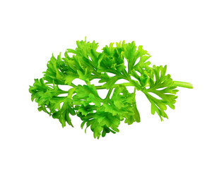 Parsley vegetable isolated on white background.