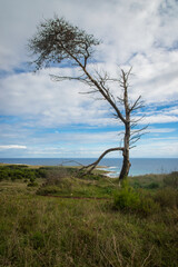 La silhouette di un albero deformato dal vento su una scogliera dalle parti di Otranto lungo il...