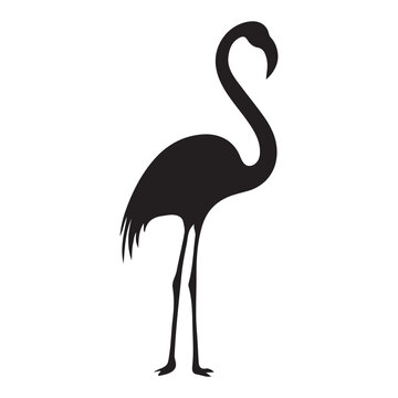 recommend clip art: Vector illustration of flamingo in outline style is isolated on white background. Black silhouette of tropical bird flamingo standing on one leg .Cranes, Egrets, and Flamingoes