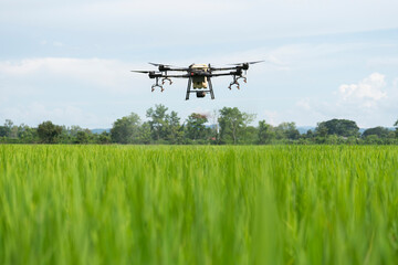 Drone is flying over the rice filed