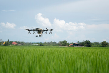 Fototapeta premium Drone is flying over the rice filed