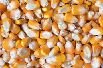 maize seed
