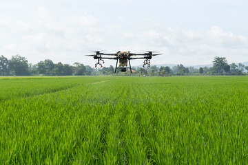 Fototapeta premium Drone is flying over the rice filed