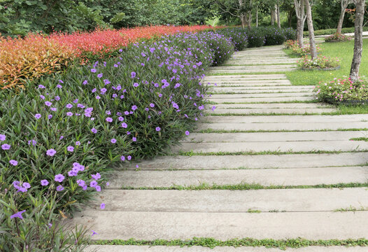 Concrete walkway in a garden with flowers