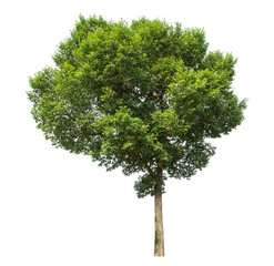 Green tree isolated on transparent background with clipping path and alpha channel.