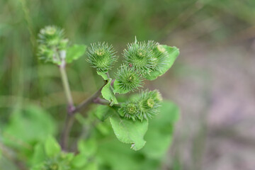 Burdock flower bud on plant.