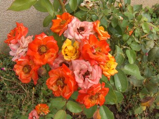 bulgaria, park, forest, trees, resort, recreation, attractions, tourism