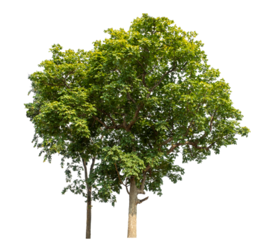 Green trees isolated on transparent background with clipping path and alpha channel.