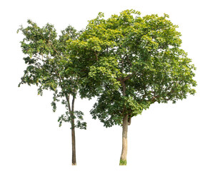 Green trees isolated on transparent background with clipping path and alpha channel.