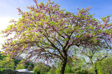 A tree with pink flowers is in a field