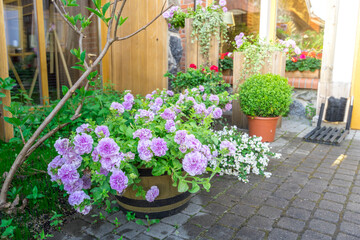 A row of potted plants with purple flowers sit on a brick walkway