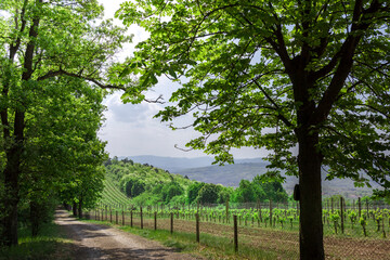 Fototapeta premium A road with a fence and trees in the background